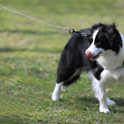 MCBOSON 1,2m Laisse en métal résistante poignée souple petit/moyen chien