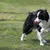 MCBOSON 1,2m Laisse en métal résistante poignée souple petit/moyen chien