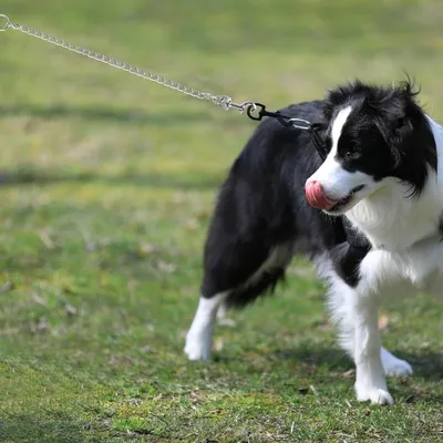 MCBOSON 1,2m Laisse en métal résistante poignée souple petit/moyen chien