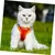 FurryFusion Harnachement réfléchissant et respirant pour chats et chiens FurryFusion Harnachement réfléchissant et respirant pour chats et chiens