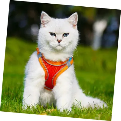 FurryFusion Harnachement réfléchissant et respirant pour chats et chiens FurryFusion Harnachement réfléchissant et respirant pour chats et chiens