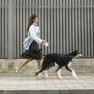 PetTribes Laisse Rétractable LED