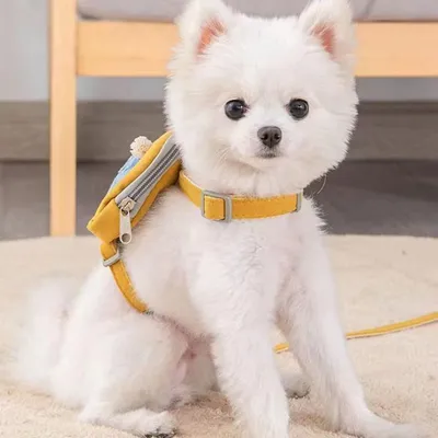 FurryFusion Harnais et laisse pour chiens et chats FurryFusion Harnais et laisse pour chiens et chats