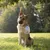 FurryFusion Tirage automatique pour chiens FurryFusion Tirage automatique pour chiens