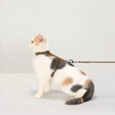 FurryFusion Harnais de promenade pour chats FurryFusion Harnais de promenade pour chats