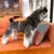 FurryFusion Lederhalsband- und Geschirrset für Hunde und Katzen FurryFusion Lederhalsband- und Geschirrset für Hunde und Katzen