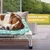 PetTribes Lit surélevé pour Chien de Petite Taille,Amovible et Antidérapant PetTribes Lit surélevé pour Chien de Petite Taille,Amovible et Antidérapant