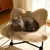 MCBOSON Chaise griffard pour chat, fauteuil de repos pour chat en chien MCBOSON Chaise griffard pour chat, fauteuil de repos pour chat en chien