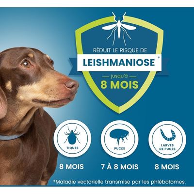 Zoomtopia Collier antipuces petits chiens moins 8kg gris 8 mois