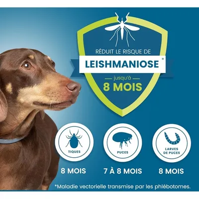 Zoomtopia Collier antipuces petits chiens moins 8kg gris 8 mois Zoomtopia Collier antipuces petits chiens moins 8kg gris 8 mois