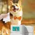 FurryFusion Lingettes pour chien et chat FurryFusion Lingettes pour chien et chat