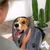 FurryFusion Serviette pour animaux de compagnie en microfibre FurryFusion Serviette pour animaux de compagnie en microfibre