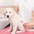 Brosse autonettoyante rose : peigne de massage pour chat & chien, 1 clic Brosse autonettoyante rose : peigne de massage pour chat & chien, 1 clic