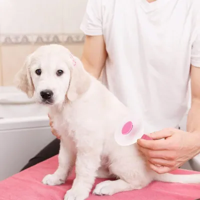 Brosse autonettoyante rose : peigne de massage pour chat & chien, 1 clic Brosse autonettoyante rose : peigne de massage pour chat & chien, 1 clic