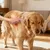 HausPets Peigne auto-nettoyant pour chiens et chats