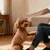 HausPets Peigne auto-nettoyant pour chiens et chats