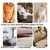 Lot de 3 gants de toilettage : massage & anti-poils pour animaux & tapis Lot de 3 gants de toilettage : massage & anti-poils pour animaux & tapis