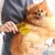 PetTribes Brosse de Toilettage Brosse de Bain pour Animaux PetTribes Brosse de Toilettage Brosse de Bain pour Animaux