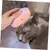 BROSSE À VAPEUR ÉLECTRIQUE POUR CHATS ET ANIMAUX POUR LE SOIN DES POILS BROSSE À VAPEUR ÉLECTRIQUE POUR CHATS ET ANIMAUX POUR LE SOIN DES POILS