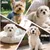 Brosse autonettoyante : idéal Yorkie, Shih Tzu, Poméranien & Maltipoo Brosse autonettoyante : idéal Yorkie, Shih Tzu, Poméranien & Maltipoo