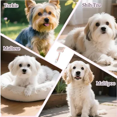 Brosse autonettoyante : idéal Yorkie, Shih Tzu, Poméranien & Maltipoo Brosse autonettoyante : idéal Yorkie, Shih Tzu, Poméranien & Maltipoo