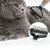 FurryFusion Peigne-démaquilleur pour animaux de compagnie FurryFusion Peigne-démaquilleur pour animaux de compagnie