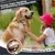 Brosse chien poils longs : réduit 90% de la perte de poils, peigne chat pro Brosse chien poils longs : réduit 90% de la perte de poils, peigne chat pro