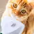 FurryFusion Peigne sèche-cheveux pour animaux de compagnie FurryFusion Peigne sèche-cheveux pour animaux de compagnie