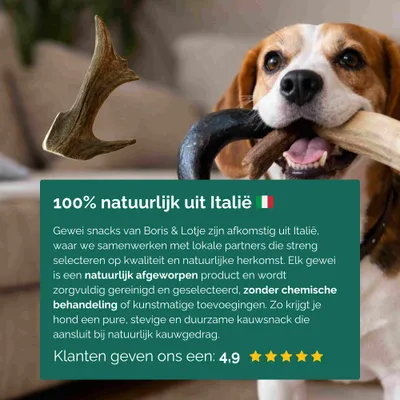 Bois de cerf daim friandise chien 100 % naturel S (12–15 cm) - par pièce Bois de cerf daim friandise chien 100 % naturel S (12–15 cm) - par pièce