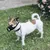 ZooVenture Muselière Chien - Nylon Respirant, Ajustable ZooVenture Muselière Chien - Nylon Respirant, Ajustable