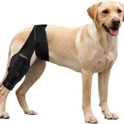 Zoomtopia Genouillère chien patte arrière taille L réglable anti-léchage