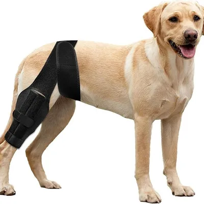Zoomtopia Genouillère chien patte arrière taille L réglable anti-léchage Zoomtopia Genouillère chien patte arrière taille L réglable anti-léchage