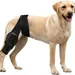 Zoomtopia Genouillère chien patte arrière taille L réglable anti-léchage