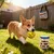 FurryFusion Balle pour chien anti - mordure FurryFusion Balle pour chien anti - mordure