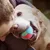 FurryFusion Balle de jouet pour chiens et chats