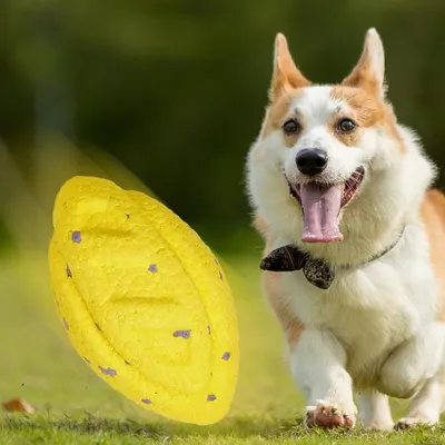 FurryFusion Jouets solides pour grands chiens boule frisbee anneau FurryFusion Jouets solides pour grands chiens boule frisbee anneau