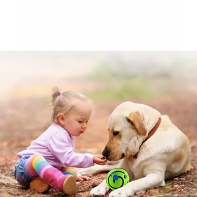FurryFusion Balle amusante pour chiens