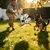 Pawffee Ballon de football interactif pour chien