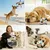 Pawffee Ballon de football interactif pour chien