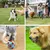 PetTribes Balle Caoutchouc Chien avec Clochette, Souple, Nettoyage Dentaire PetTribes Balle Caoutchouc Chien avec Clochette, Souple, Nettoyage Dentaire