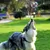 PetTribes Balle Caoutchouc Chien avec Clochette, Souple, Nettoyage Dentaire PetTribes Balle Caoutchouc Chien avec Clochette, Souple, Nettoyage Dentaire
