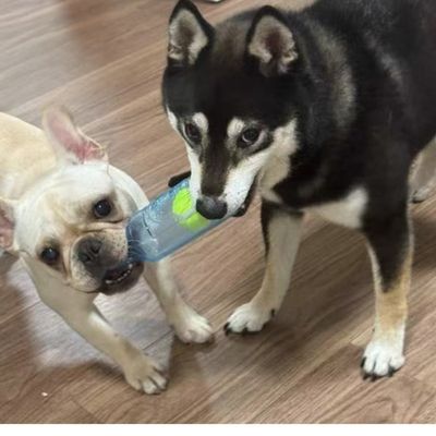 FurryFusion Jouet en forme de bouteille sonore pour chiens