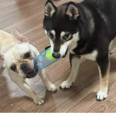FurryFusion Jouet en forme de bouteille sonore pour chiens