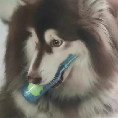 FurryFusion Jouet en forme de bouteille sonore pour chiens