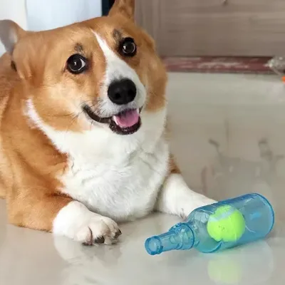 FurryFusion Jouet en forme de bouteille sonore pour chiens