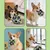 Pawffee Balle interactive pour chien Pawffee Balle interactive pour chien
