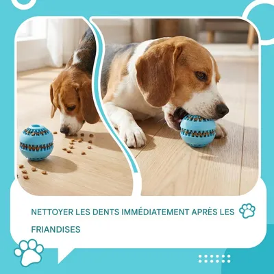 FurryFusion Balle à friandises en caoutchouc naturel pour chiens moyens
