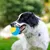 MCBOSON Lot de 3 boules grinçantes indestructibles chiens moyens grands MCBOSON Lot de 3 boules grinçantes indestructibles chiens moyens grands