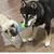 FurryFusion Jouet en forme de bouteille sonore pour chiens FurryFusion Jouet en forme de bouteille sonore pour chiens