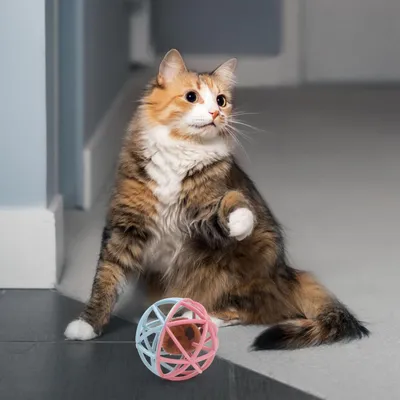 FurryFusion Balle sonore pour chat